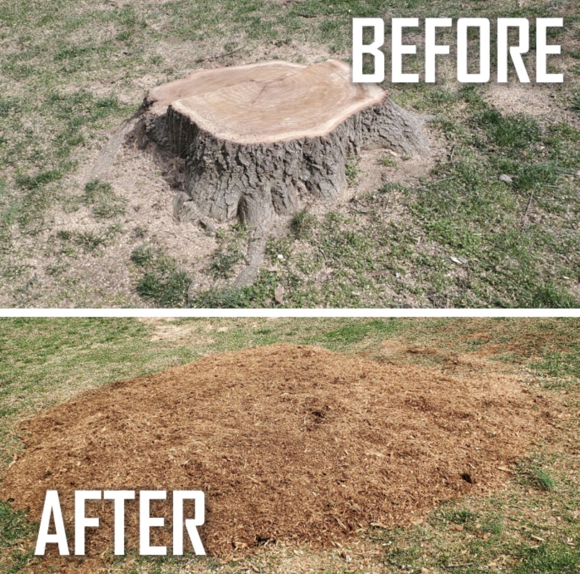 Before and after: hardwood stump ground down to a bed of mulch